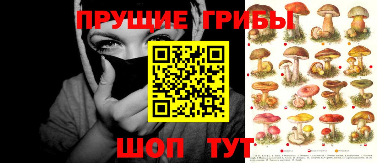 Псилоцибиновые грибы Psilocybine cubensis Вольск